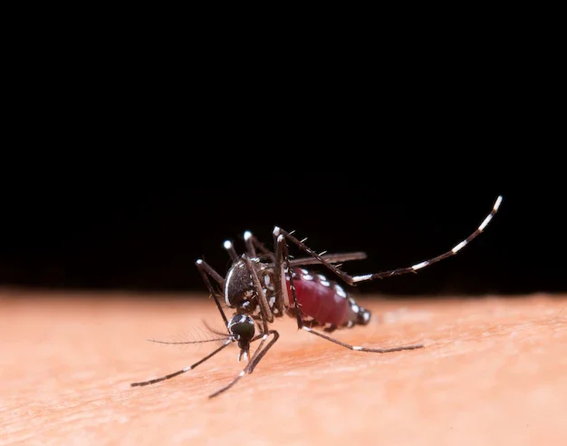 Multas podem ser usadas como forma de educação, para combater vetor que transmite a dengue.
