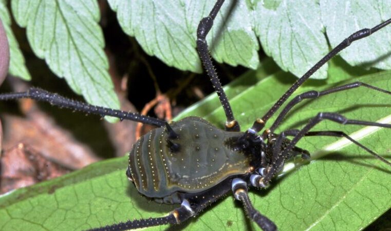 Minas Gerais: nova espécie de aracnídeo é descoberta