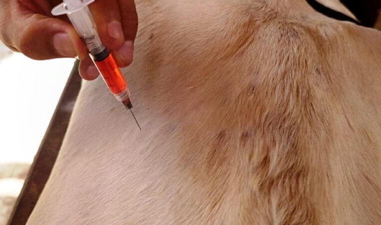 Por medida preventiva, vacinação antirrábica é antecipada em Itabira