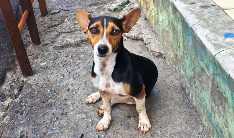 Prefeitura de Itabira abre inscrições para novo mutirão de castração animal