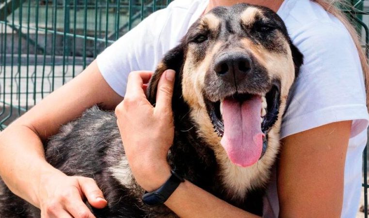 Chegada de novo pet, envolve espaço, tempo e cuidados essenciais