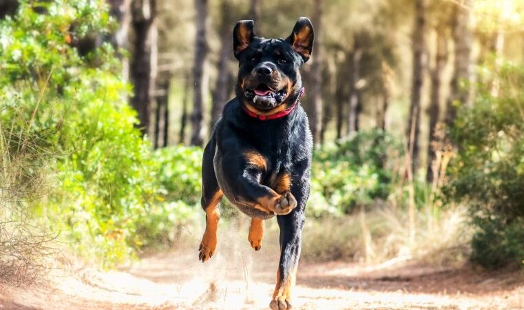 Ainda em maio, Prefeitura de Itabira encaminha “Lei Guilherme”, para Câmara Municipal