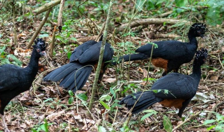 CENIBRA e CRAX Brasil realizam solturas de aves ameaçadas de extinção