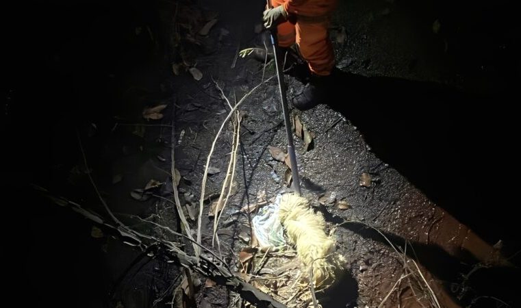 Militares do Corpo Bombeiros de Itabira resgatam animal em situação de risco