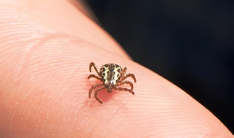 Febre Maculosa: cenário epidemiológico indica que Itabira mantém controle da doença
