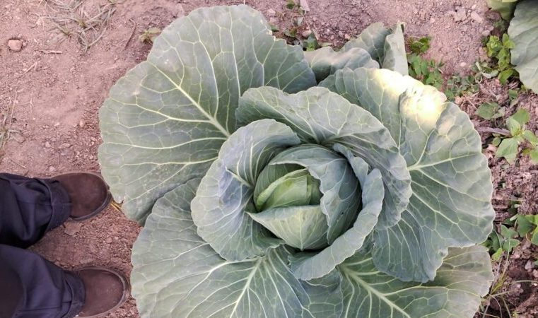 Semana de Resíduos ensina compostagem e cultivo de horta nas escolas de Itabira