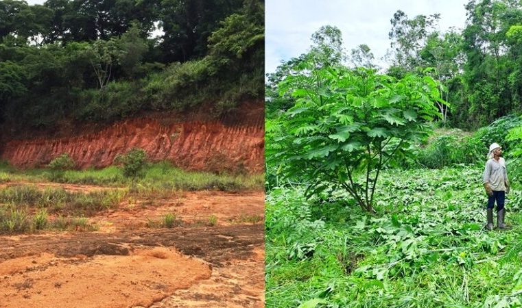 CENIBRA transforma resíduos industriais em soluções sustentáveis para recuperar áreas degradadas