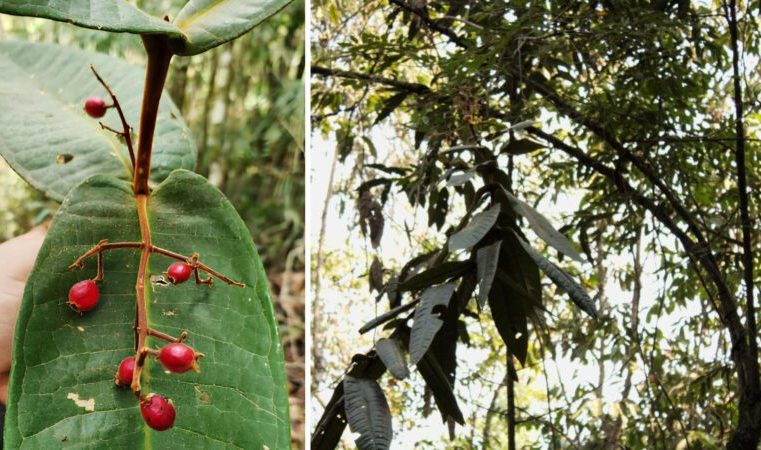 CENIBRA: goiabinha-de-cocais é a nova espécie de árvore da região