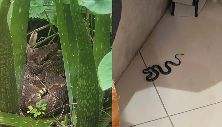 Itabira: militares do 6° Pelotão do Corpo de Bombeiros capturam duas cobras venenosas