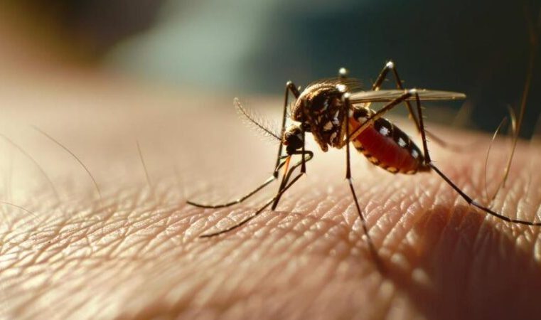Apenas em Minas Gerais, foram registrados mais de 118 mil casos de dengue em 2025