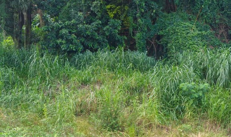 Itabira: proprietários de lotes, quem não fizerem limpeza podem receber multa de R$ 425,80