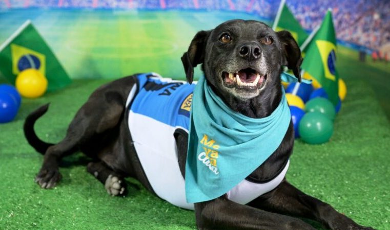 Mineradora Vale faz campanha para incentivar a adoção responsável de pets