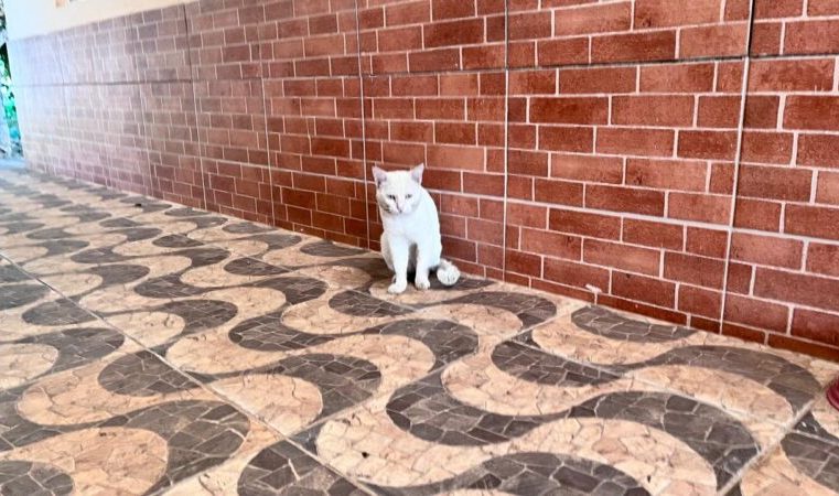 Itabira: Campanha de Vacinação Antirrábica prevê imunizar mais de 10 mil animais