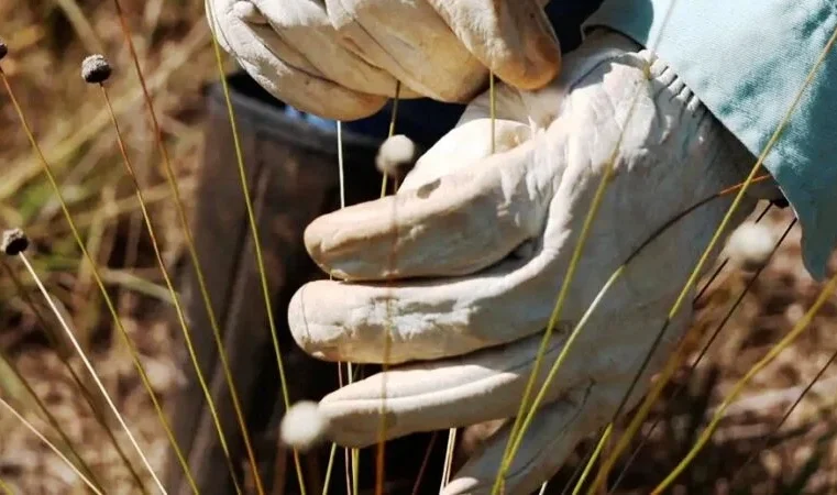 Vale: pesquisadores descobrem no Quadrilátero Ferrífero plantas desaparecidas há 30 anos