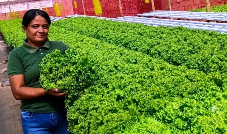 Olericultura ganha força na região, impulsionada pela logística de escoamento na produção