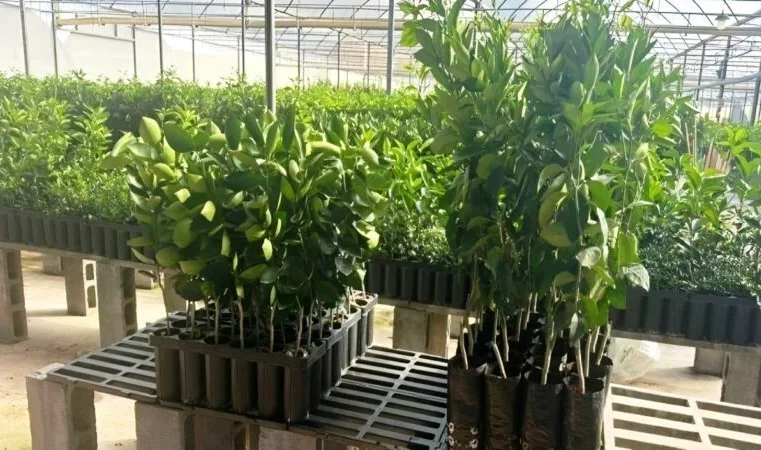 Produtores rurais de Itabira podem participar da compra coletiva de mudas frutíferas